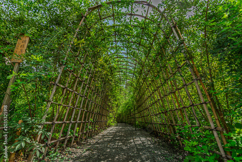 Photography Traditional bamboo arch of the Bush Clover Tunnel at Mukojima-Hyakkaen Gardens i