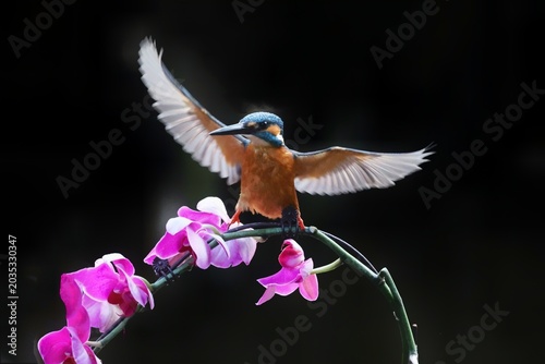 hummingbird feeding on a flower