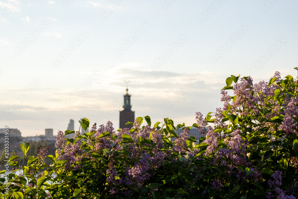 Obraz premium Blooming lilac flowers overlooking the Stockholm skyline at sunset. Soft focus view of historic city architecture framed by vibrant spring blossoms under warm evening light in Sweden.