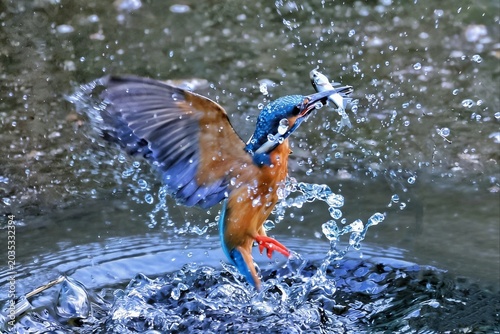 duck swimming in the water