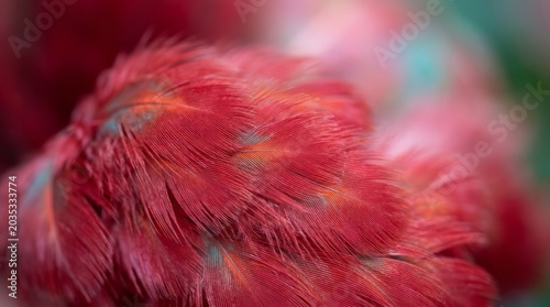 Close-up of Vibrant Red Feathers Red Close-Up Texture Nature Bird Macro Vibrant. Concept featuring red, close-up, texture, nature, bird for professional commercial design.