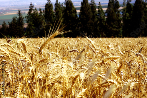 Obraz na plátně Rural wheat field background
Agronomist and agriculture