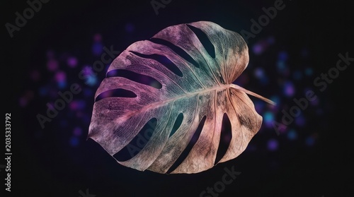 Colorful Monstera Leaf on Dark Background