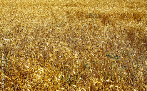 Fényképezés Rural wheat field background
Agronomist and agriculture