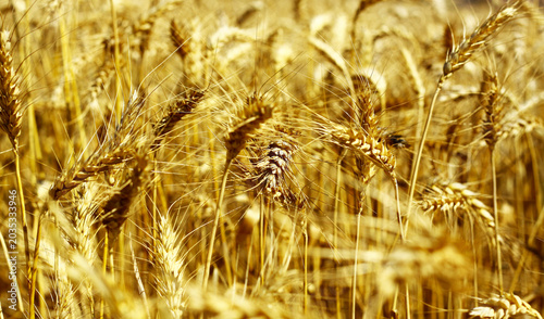 Fényképezés Close-up of wheat ears in a field. Wheat background