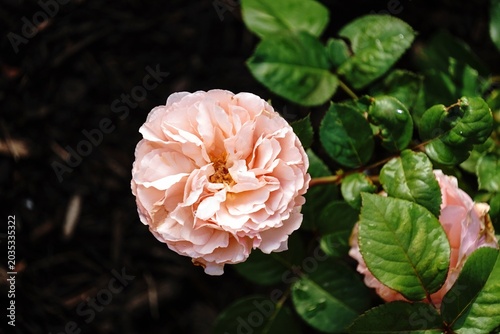 Close up of pink rose on a plant | Spring flowers background
