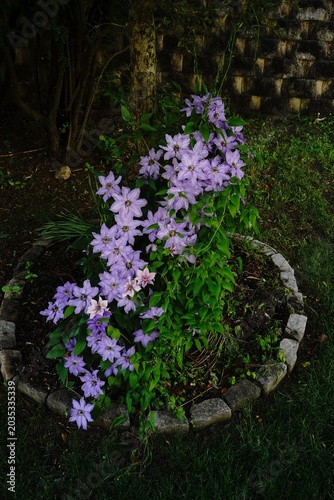 Purple clematis flowers bloomingon a plant | spring flowers background