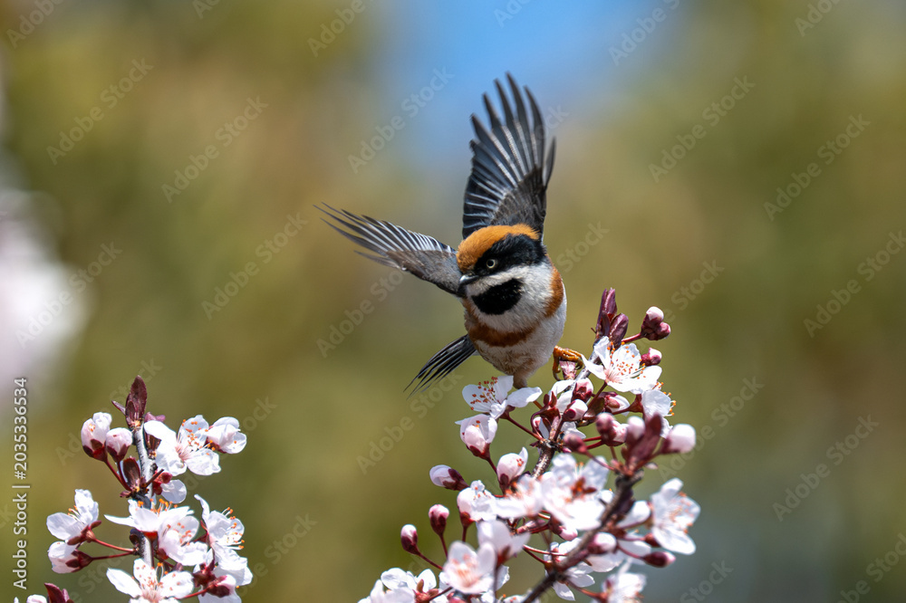 Fototapeta premium great tit on a branch