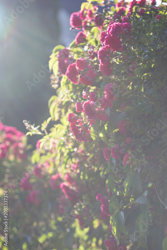 Ethereal vertical view of pink roses blooming with soft, dreamy backlight in garden.
