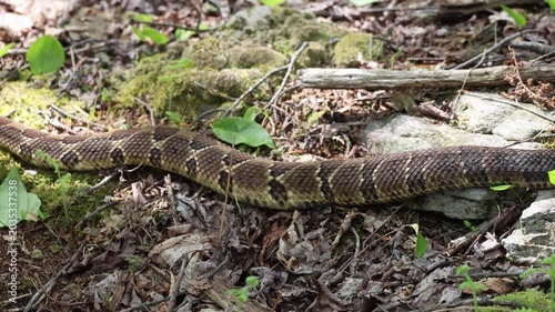 A timber rattlesnake shows off its beautiful colors as it slithers past