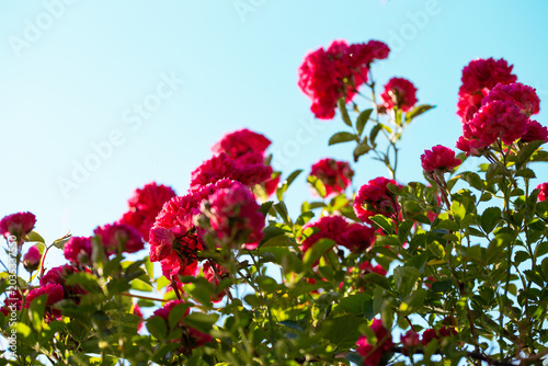 Bottom view of vibrant pink roses blooming against a clear blue sky.
