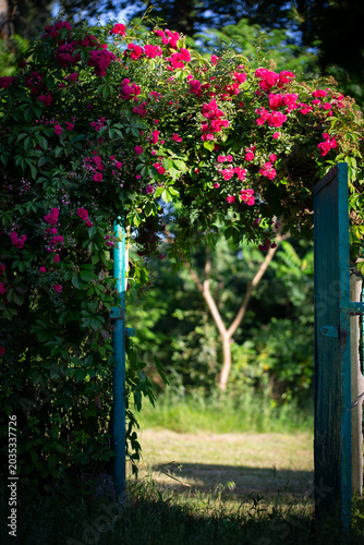 Enchanting vertical shot of a vibrant pink rose arch over an open garden gate.