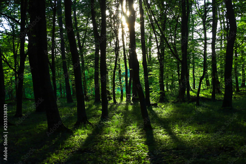 Fototapeta premium Bright sun rays pierce through the dense tree crowns in a spring forest. The contrasting light creates long graphic shadows on the lush green grass, adding special depth to the shot.