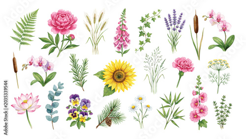 Floral elements collection, watercolor flower set