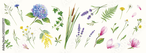 Floral elements collection, watercolor flower set