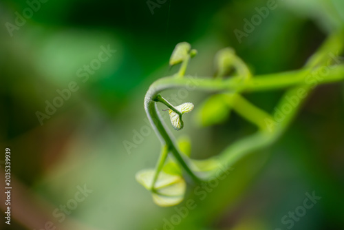 Canvas Print pomoea lacunosa, the whitestar, white morning-glory or pitted morning-glory, is a species that belongs to the genus Ipomoea