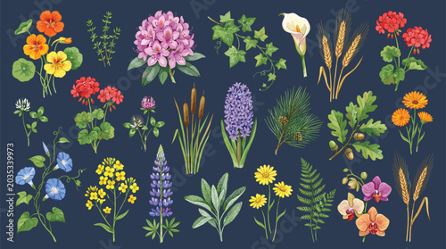 Floral elements collection, watercolor flower set