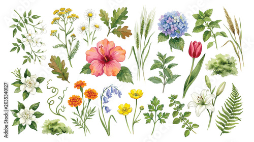 Floral set of delicate branches with flowers, isolated collection watercolor decorative design elements for invitation or greeting cards, wedding floral design, for wallpapers or patterns.