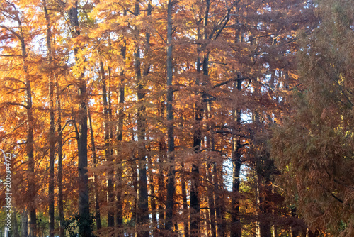 Bosque otoñal