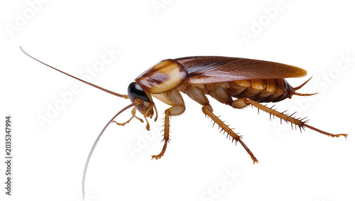 Obraz na plátně Isolated common brown cockroach pest insect with prominent antennae and spiky le