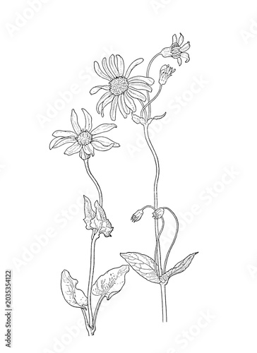 Botanical wildflower illustration isolated as transparent PNG clipart.