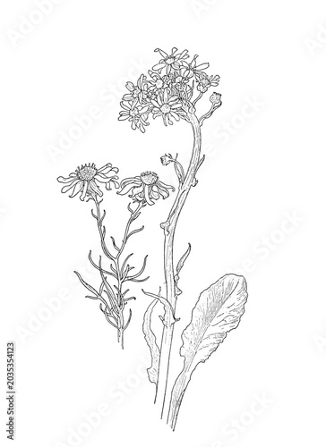 Botanical wildflower illustration isolated as transparent PNG clipart.