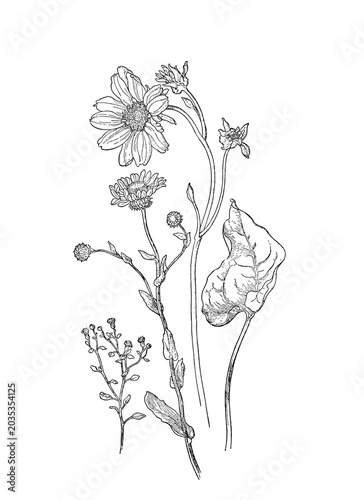Botanical wildflower illustration isolated as transparent PNG clipart.
