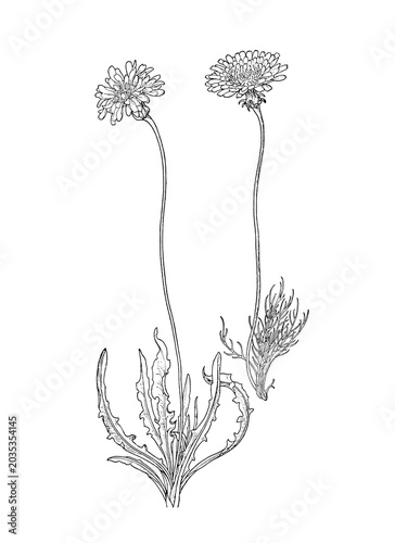 Botanical wildflower illustration isolated as transparent PNG clipart.