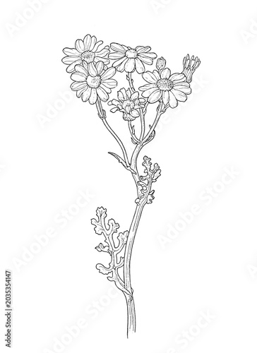 Botanical wildflower illustration isolated as transparent PNG clipart.