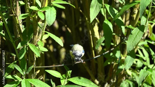 garden,hedge,habitat