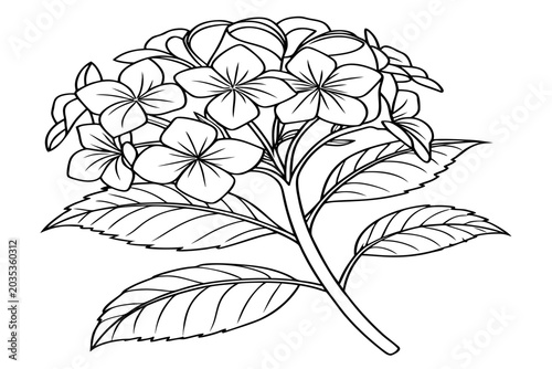 coloring-page line art the sunpatiens flower black vector