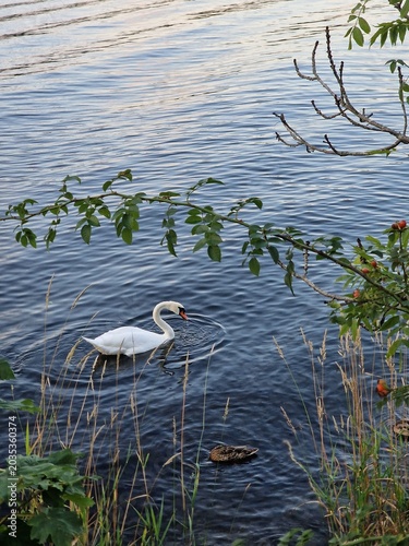 Canvas-taulu swan is purr