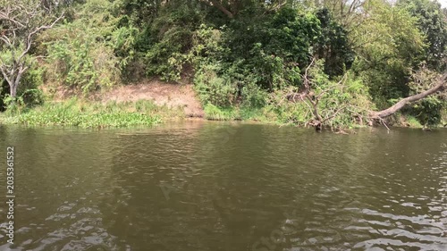 Cinematic crocodile encounter during boat safari in Murchison Falls National Park, powerful Nile predator wildlife travel video