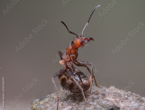 Diese detailreiche Makroaufnahme zeigt eine rote Waldameise in aufrechter Abwehrhaltung vor neutralem Hintergrund. Die Ameise hat die Fühler aufgerichtet und die Mandibeln geöffnet.
