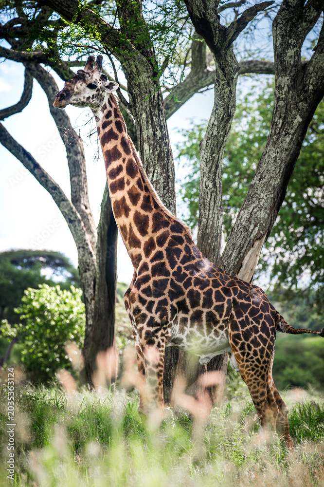 Obraz premium Masai giraffe standing in green savanna grass against acacia trees