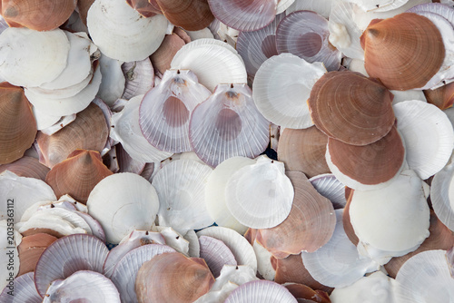 Fotografia THAILAND TRAT VILLAGE BAN NAM CHIAO SCALLOPS