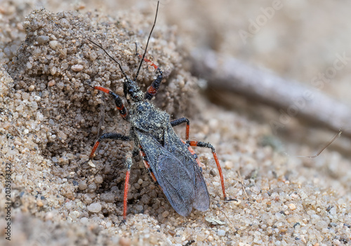 Zu sehen ist eine Nahaufnahme einer geringelten Raubwanze (Rhynocoris annulatus), die auf sandigem Untergrund unterwegs ist.