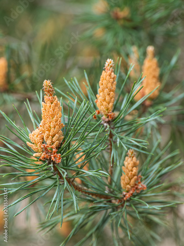 Zu sehen ist eine Nahaufnahme eines kleinen Zweigs einer Waldkiefer (Pinus sylvestris) mit männlichen Blüten.