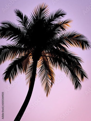 Palm tree silhouette with curved stem and symmetrical leaves, silhouettes, illustration