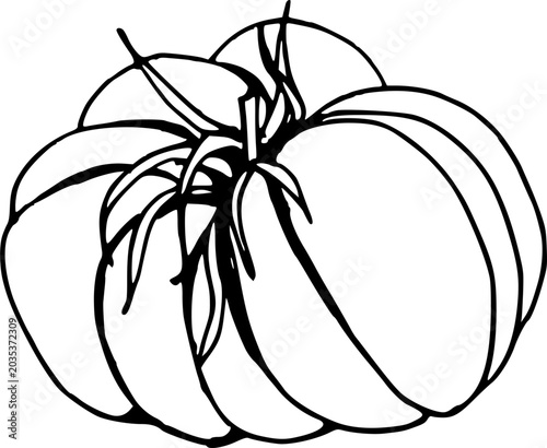 Simple clean outline of a whole pumpkin vegetable minimalist icon vector