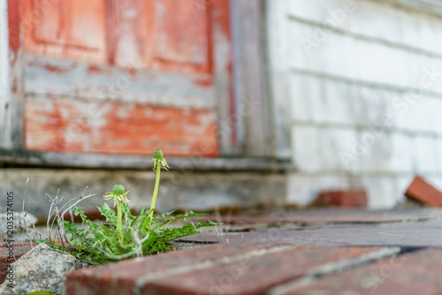 Quadro em tela Close up view of a dandelion weed growing out of a crack in the stoop of a house