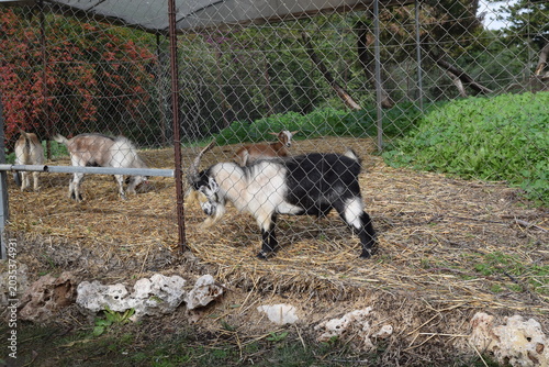 Goats fence grass