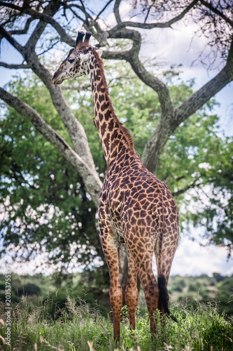 Canvas Print Masai giraffe standing in green savanna grass against acacia trees