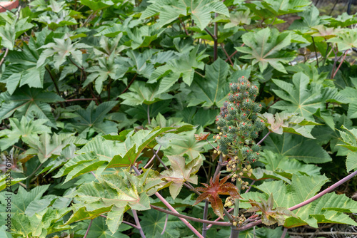 Castor oil plant (Ricinus communis) growing in a garden with large palmate leaves and seed pods