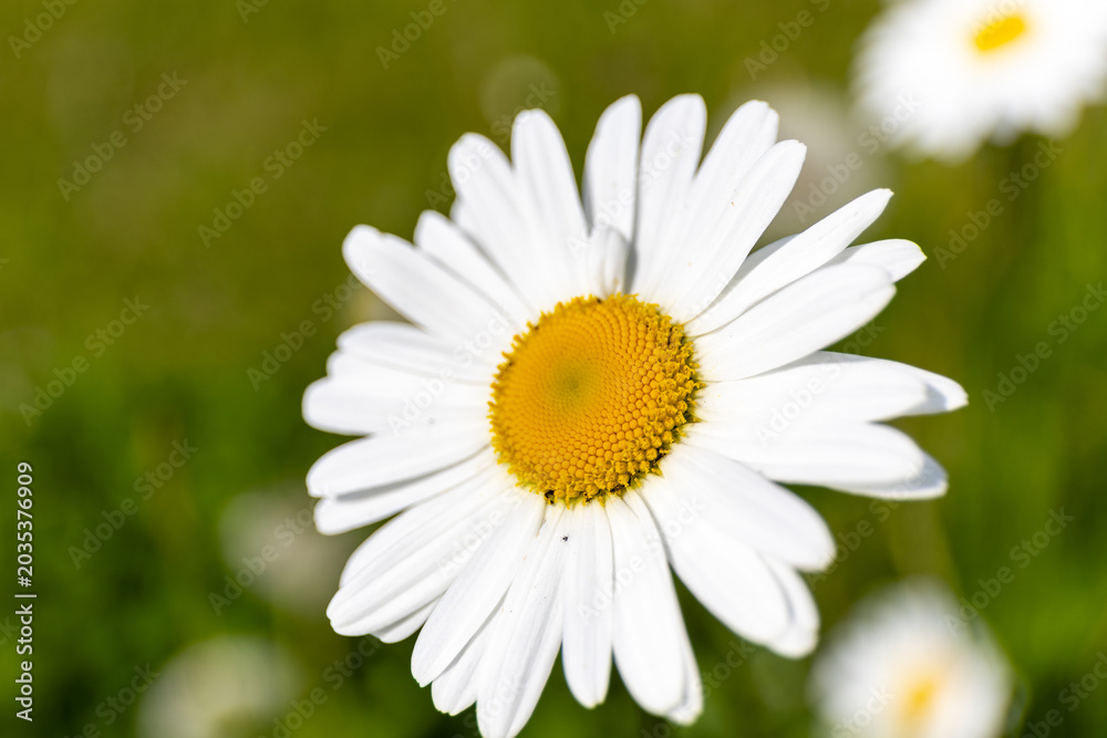 Fototapeta premium Vibrant white daisiy with sunny yellow center blooming in a green field. Macro