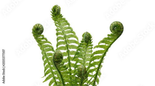 Fresh green fiddlehead ferns growing on transparent background for spring season and forest plant illustrations.