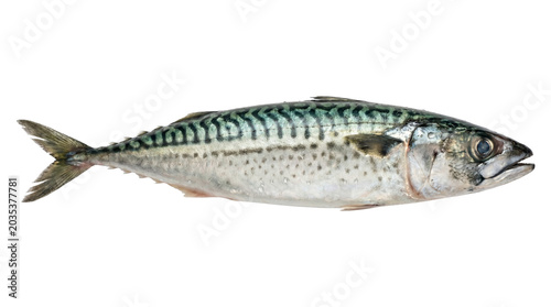 Fresh whole mackerel fish with a shiny silver and green skin, ready for cooking.