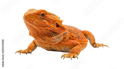 Принти на полотні Orange bearded dragon lizard looking up from left side png isolated on transparent background portrait image