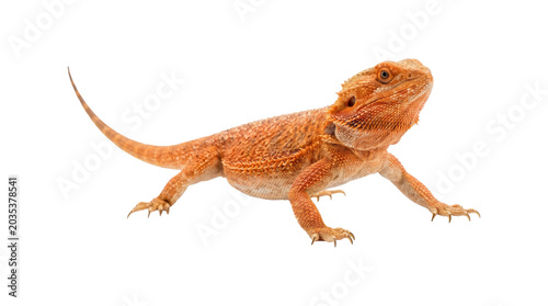 Orange bearded dragon lizard side view on transparent background for creative wildlife design and pet projects.