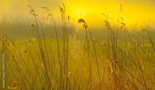 The edge of a lake in a foggy morning at sunrise in springtime, Oostvaardersveld, Lelystad, Flevoland, Netherlands, May 26, 2026